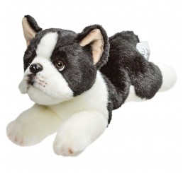 Boston Terrier – medium