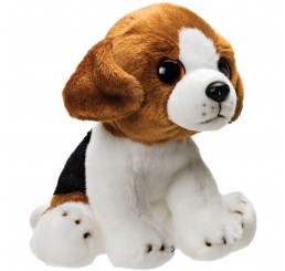 Beagle – puppy