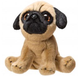 Pug – puppy